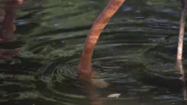 Американский Фламинго Phoenicopterus Ruber Кормит Пруду — стоковое видео