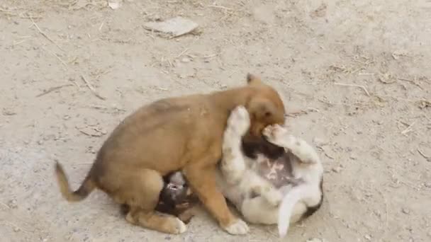 Young Dog Play Ground — Stock Video