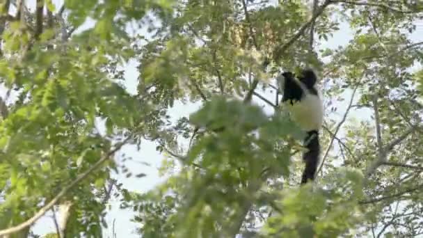 Black White Ruffed Lemur Trees — Stock Video