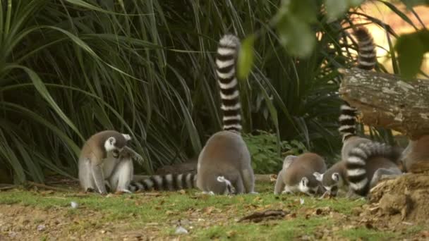 Groep Van Ring Staart Lemur — Stockvideo