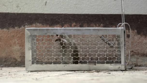 Angstig Muizen Gevangen Een Kooi Van Rat — Stockvideo