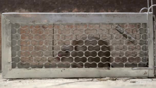 Fearful Mice Trapped Rat Cage — Stock Video