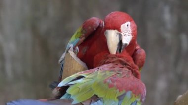 Kırmızı Amerika papağanı papağan kuş