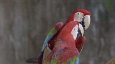 Kırmızı Amerika papağanı papağan kuş