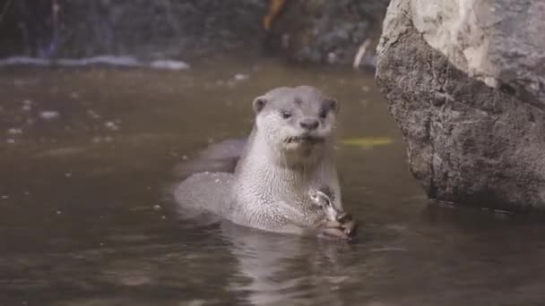 Otter Eating Fish River — Stock Video