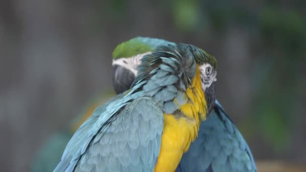 Guacamayo Azul Amarillo Ara Ararauna — Vídeos de Stock