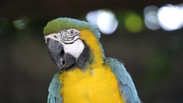 Blue Yellow Macaw Ara Ararauna — Stock Video