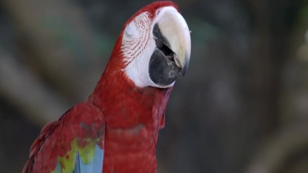 Pájaro Loro Guacamayo Rojo — Vídeo de stock