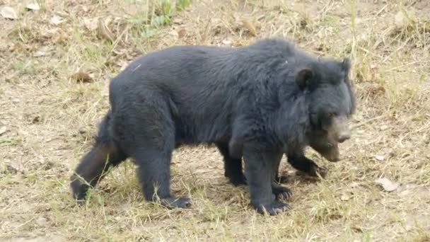 Asiatischer Schwarzbär Füttert Baby — Stockvideo