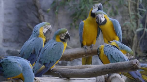 modré a žluté papoušek ara ararauna