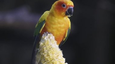 Güneş conure papağan kuş