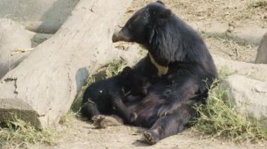asyatik siyah ayı besleme bebek