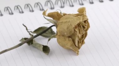 not defteri sayfasında kurutulmuş gül çiçeği