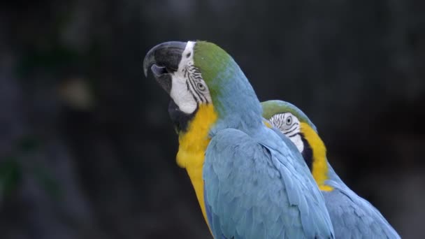 파란색과 노란색 Ara Ararauna — 비디오