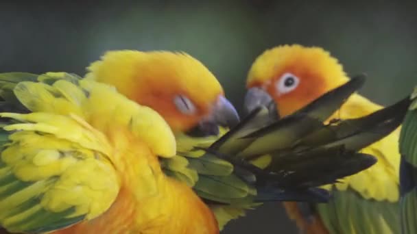 Sonne Conure Papageienvogel — Stockvideo
