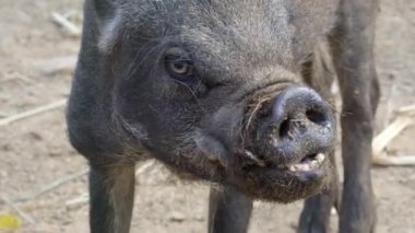 Asya yaban domuzu Hayvanat Bahçesi