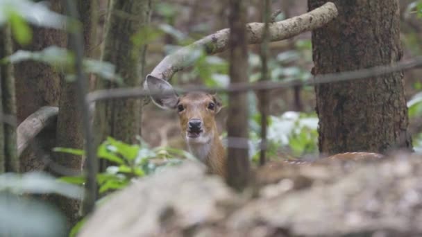 Sika Cervo Nella Foresta — Video Stock