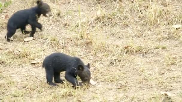 Joven Asiático Negro Oso — Vídeos de Stock