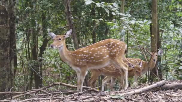 Veados Sika Floresta — Vídeo de Stock