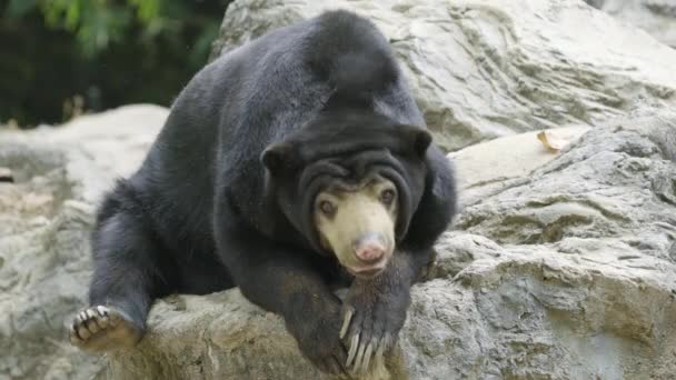 Малайский Солнечный Медведь Отдыхает Скале — стоковое видео