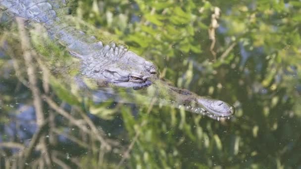 Gharial Dans Rivière — Video