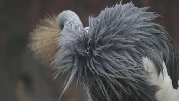 Grå Krönt Crane Balearica Regulorum Mörk Bakgrund — Stockvideo