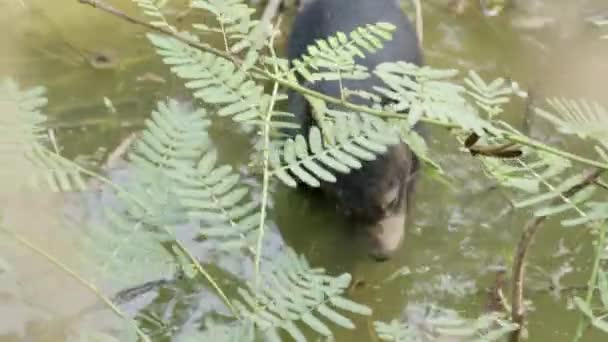 Junger Asiatischer Schwarzbär — Stockvideo