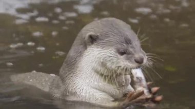 Nehirde balık yiyen su samuru