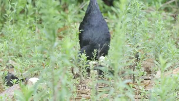 Hen Chicks Farm — Stock Video