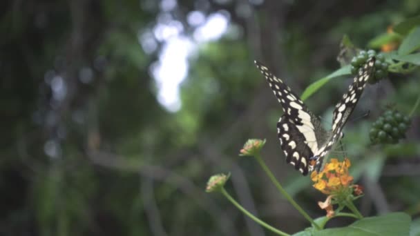 Butterfly Repülő Lassú Mozgás — Stock videók