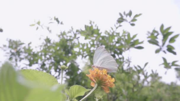 Πεταλούδα Που Πετάει Αργή Κίνηση — Αρχείο Βίντεο