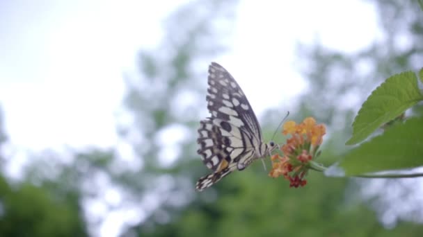 蝶がスローモーションを飛ぶ — ストック動画