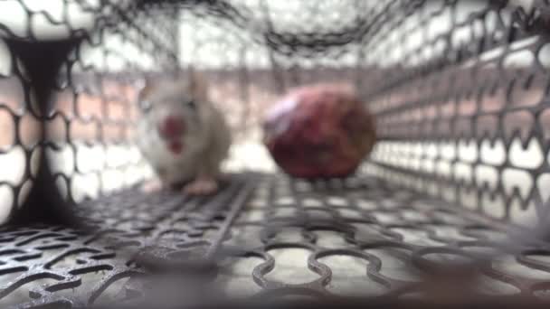 Rat Dans Une Cage — Video