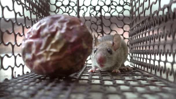 Szczur Klatce — Wideo stockowe