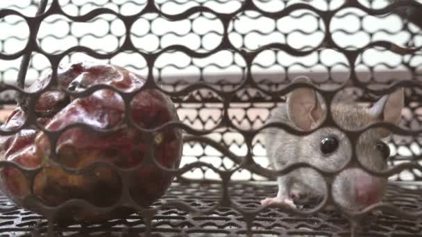 Rat Bur — Stockvideo