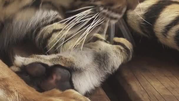 Bengal Tiger Licking Body Body — Stock Video