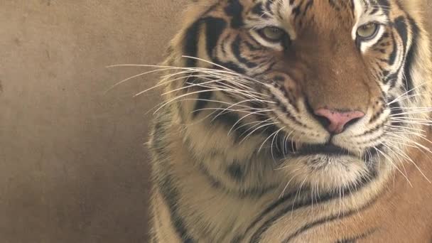 Bengal Tigerweibchen Niesen — Stockvideo
