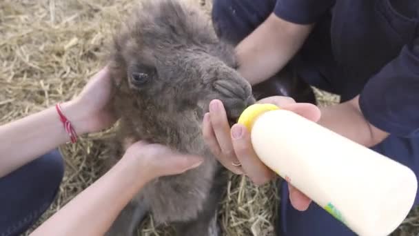 Tierpfleger Füttert Junge Kamele — Stockvideo