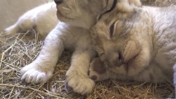 動物園で2匹の赤ちゃんライオン — ストック動画