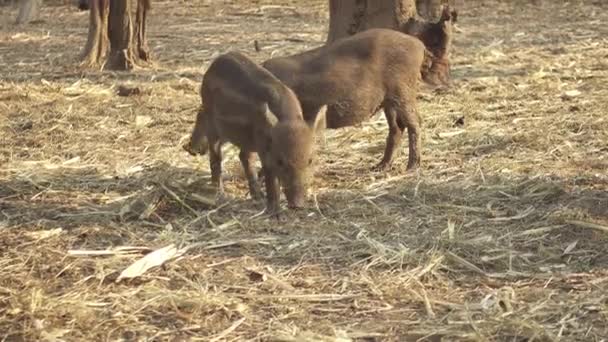 Asiático Javali Selvagem Zoológico — Vídeo de Stock