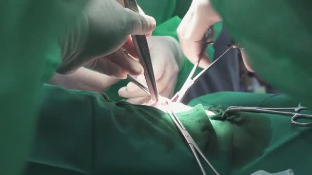 Verteruäre Chirurgie Wildtier — Stockvideo