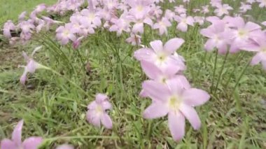 Zephyranthes Lily veya Yağmur Zambağı