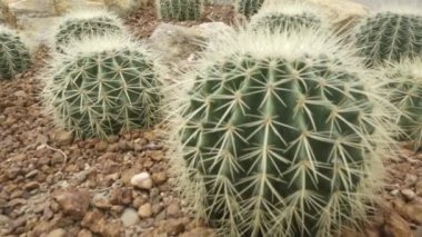 kaktüs bahçe kurak çevre