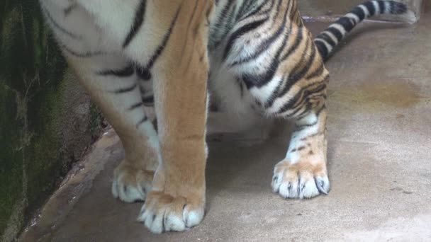 Tigre Bengala Orinar — Vídeo de stock