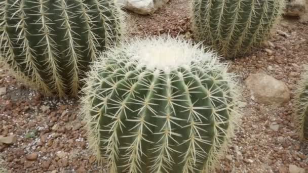 Cactus Jardín Ambiente Árido — Vídeos de Stock