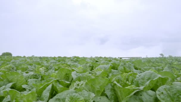 Nature Chinese Cabbage Field — Stock Video