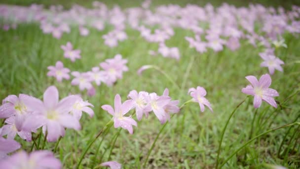 Zephyranthes Lily Veya Yağmur Zambağı — Stok video