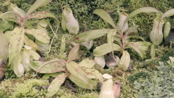 带许多花杯的热带猪笼草 — 图库视频影像