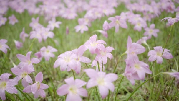 Zephyranthes Lilie Oder Regenlilie — Stockvideo