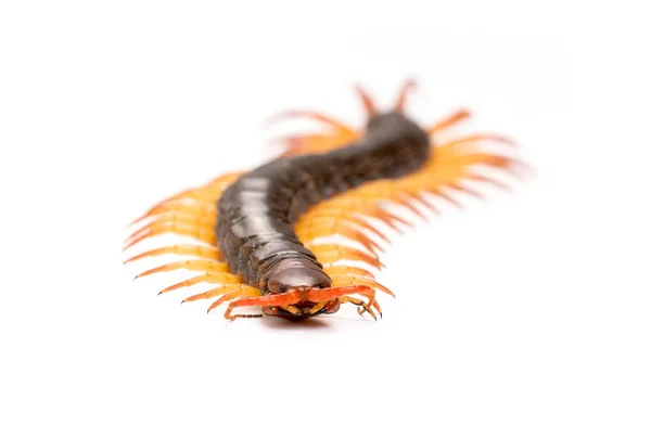 Centipede isolated on white background — Stock Photo, Image